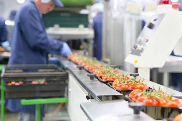 Select Your Vegetable Processing Machine Supplier Exporter With Care